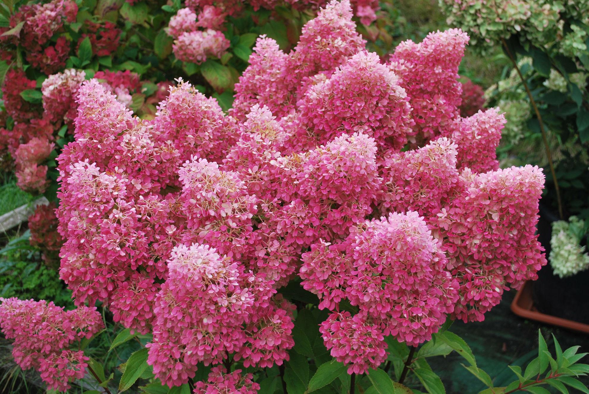 Hydrangea paniculata ‘Petite Flori’ kompaktne hortensia roosade õisikutega.