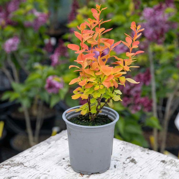 Berberis thunbergii ‘Orange Ice’ kukerpuu potis oranžide ja kollaste lehtedega.
