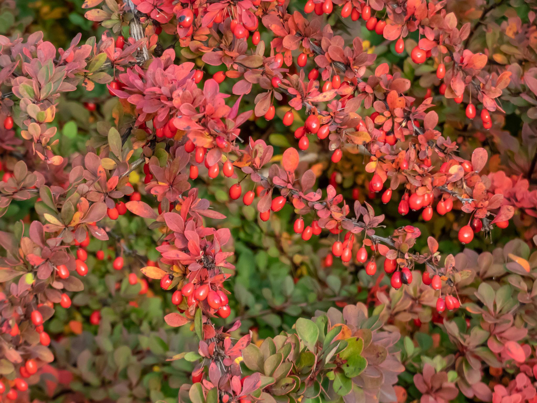 Berberis thunbergii ‘Orange Ice’ kukerpuu oranžide, kollaste ja punakate lehtedega põõsas.