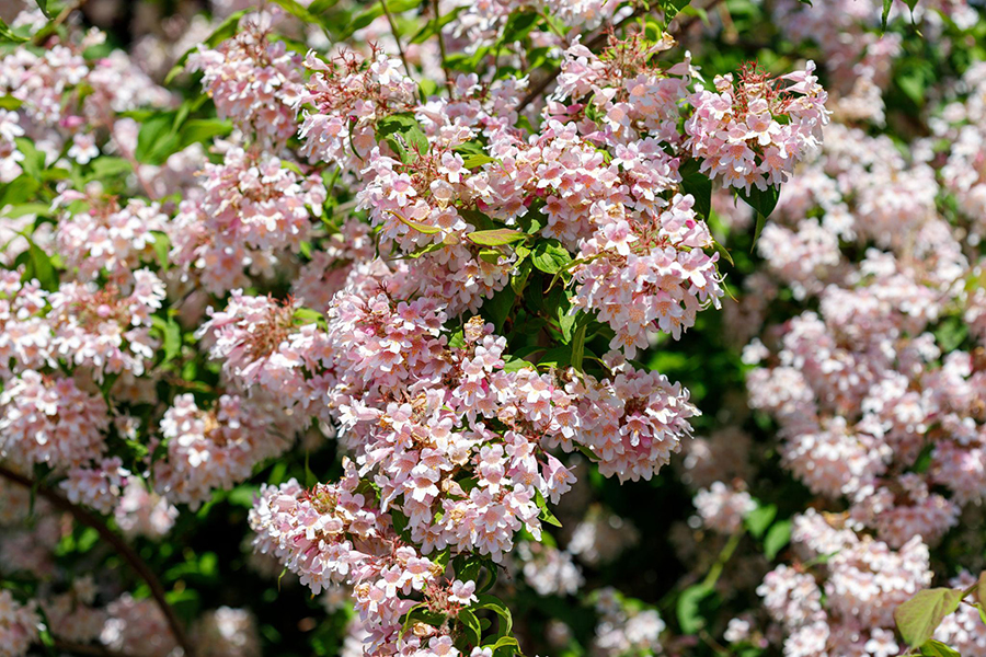 Deutzia ‘Rosea Plena’ aed-deutsia roosade täidisõitega dekoratiivne põõsas.