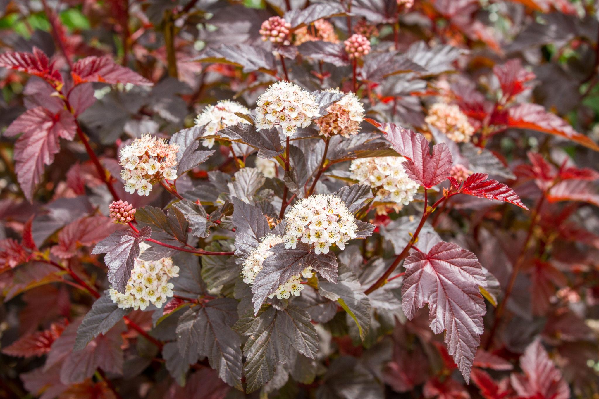 Physocarpus opulifolius ‘Diabolo’ tumeda lehestiku ja valgete õitega põõsas aias.