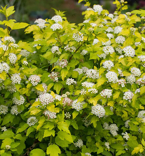 Physocarpus opulifolius ‘Dart’s Gold’ lodjap-põisenelas kollakasroheliste lehtede ja valgete õiekobaratega põõsas.