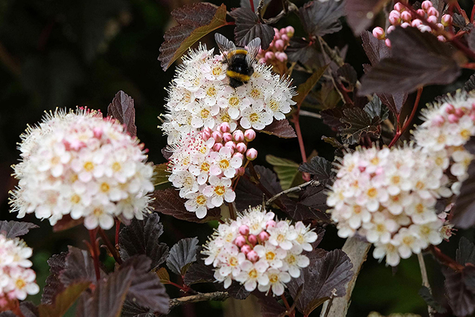 Physocarpus opulifolius ‘Diable d’Or’ lodjap-põisenelas tumedate lehtede ja valgete õiekobaratega põõsas.