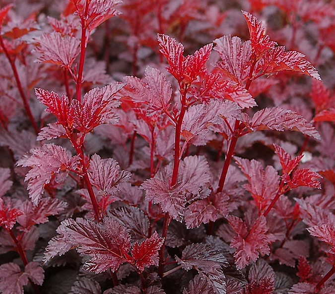 Physocarpus opulifolius ‘Red Baron’ lodjap-põisenelas erkpunaste ja bordoopunaste lehtedega dekoratiivne põõsas.