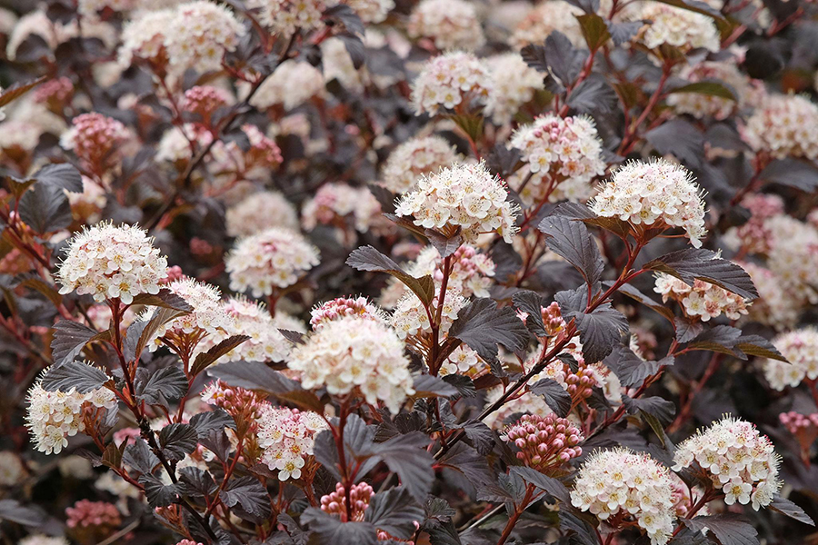 Physocarpus opulifolius ‘Zdechovice’ lodjap-põisenelas tumebordoo lehestiku ja valgete õiekobaratega põõsas.