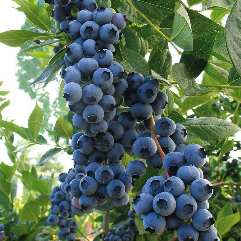 Vaccinium corymbosum ‘Duke’ kännasmustikas siniste marjakobarate ja rohelise lehestikuga põõsal.