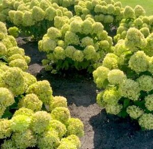 Aedhortensia Living Little Apple