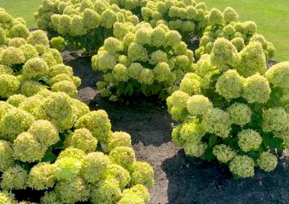 Aedhortensia Living Little Apple