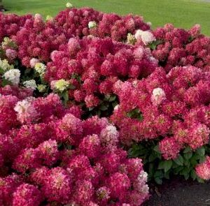 Aedhortensia Living Little Rosy