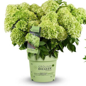 Aedhortensia “Groundbreaker Greeny” rohekate koonusjate õisikutega kompaktne hortensiapõõsas potis.