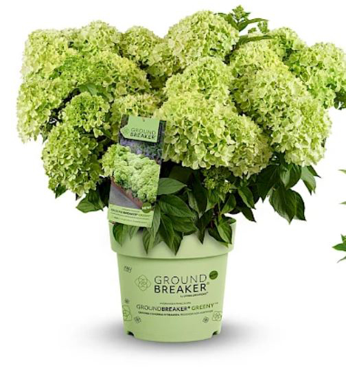 Aedhortensia “Groundbreaker Greeny” rohekate koonusjate õisikutega kompaktne hortensiapõõsas potis.