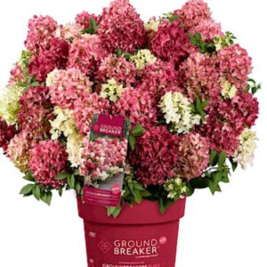 Aedhortensia “Groundbreaker Ruby” roosade ja rubiinpunaste õisikutega kompaktne hortensiapõõsas potis.