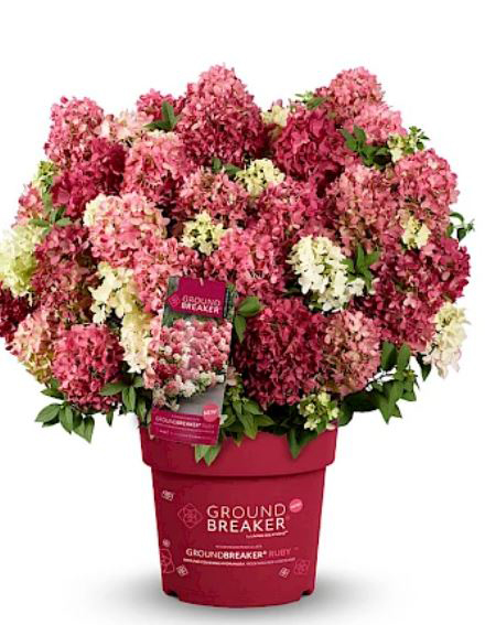 Aedhortensia “Groundbreaker Ruby” roosade ja rubiinpunaste õisikutega kompaktne hortensiapõõsas potis.