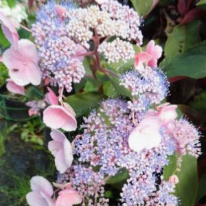 Karvane hortensia “Hot Chocolate” õrnroosade ja lillakassiniste pitsiliste õisikutega dekoratiivne hortensia.