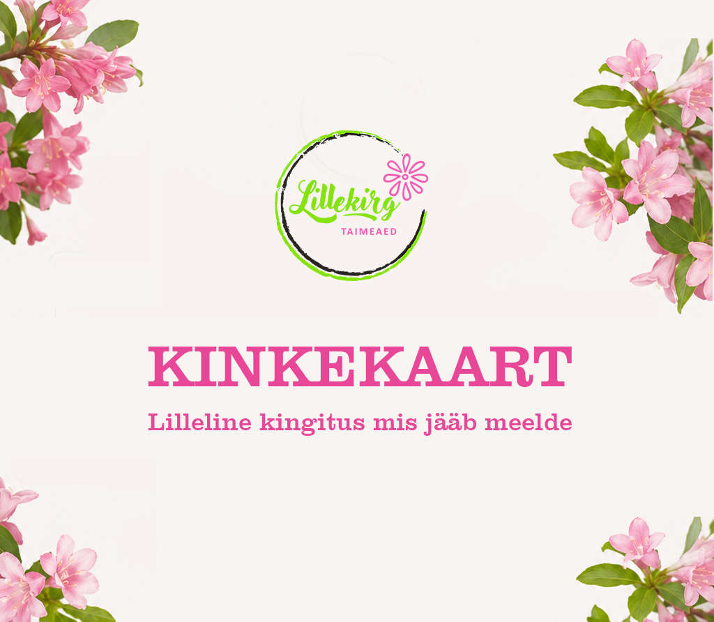 Lillekirg Taimed kinkekaardi kujundus heledal taustal roosade õite ja lillemotiividega nurkades, keskel Lillekirg logo ning tekst “Kinkekaart – Lilleline kingitus mis jääb meelde”.
