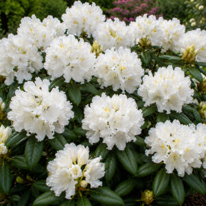 Rododendron “Cunningham’s White” suurte puhasvalgete õiekobarate ja tumerohelise igihalja lehestikuga.