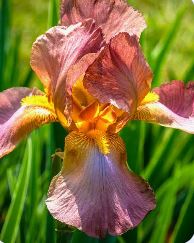 Iiris ´Autumn Princess` 5tk