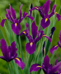 Iiris `Purple Sensation` 5tk
