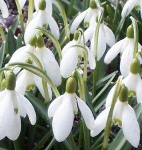 Lumikelluke Galanthus elwesii 5tk