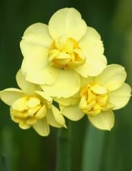 Nartsiss Yellow Cheerfulness 5tk