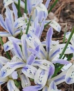 Võrkiiris `Painted Lady` 5tk