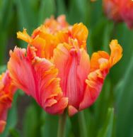 Tulp Amazing Parrot (papagoiõieline) 5tk