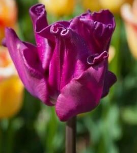 Tulp Crown of Negrita 5tk