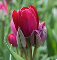Tulp Fiery Club 5tk