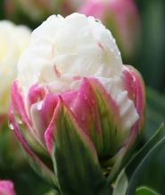 Tulp Ice Cream 5tk