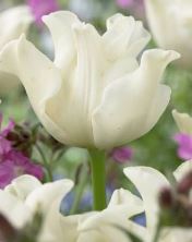 Tulp White Liberstar (triumph) 5tk