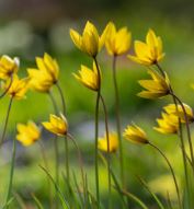 Tulp sylvesteris (botaaniline) 5tk